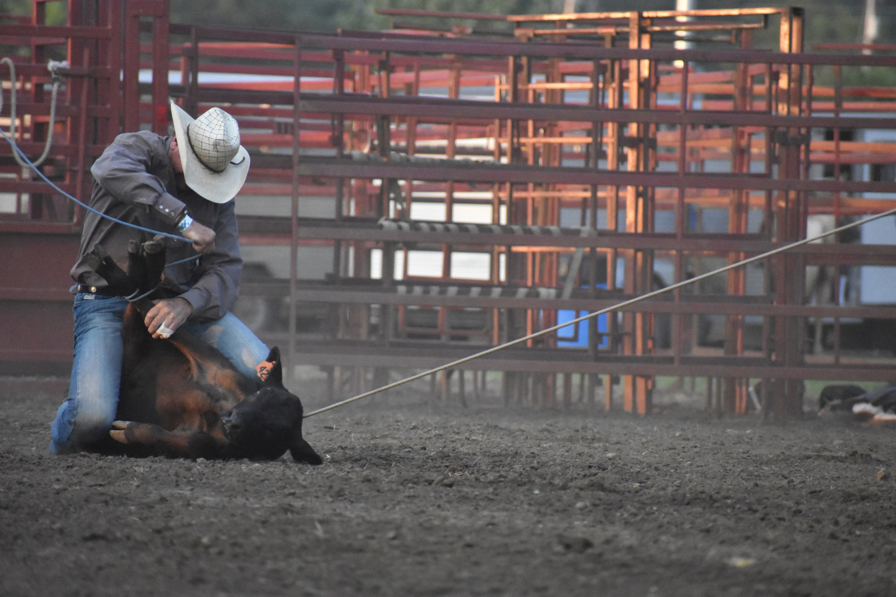 Bull calf tied up at the legs